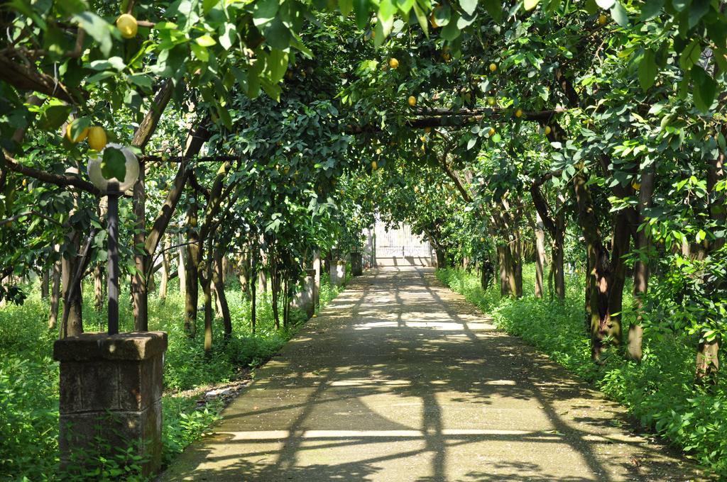 Bed and Breakfast Bed And Lemons Piano di Sorrento Esterno foto